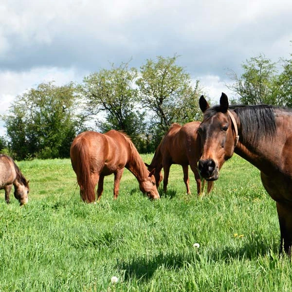 Pension pour chevaux à Coulandon, Allier